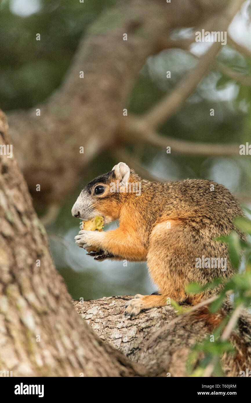 Le sud de fox squirrel Sciurus niger perches dans un arbre pour grignoter des fruits d'un arbre à Naples, Floride Banque D'Images