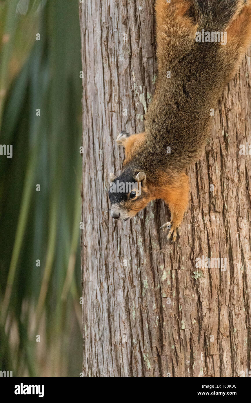 L'envers le Sud de fox squirrel Sciurus niger est perché sur un arbre de Naples, en Floride. Banque D'Images