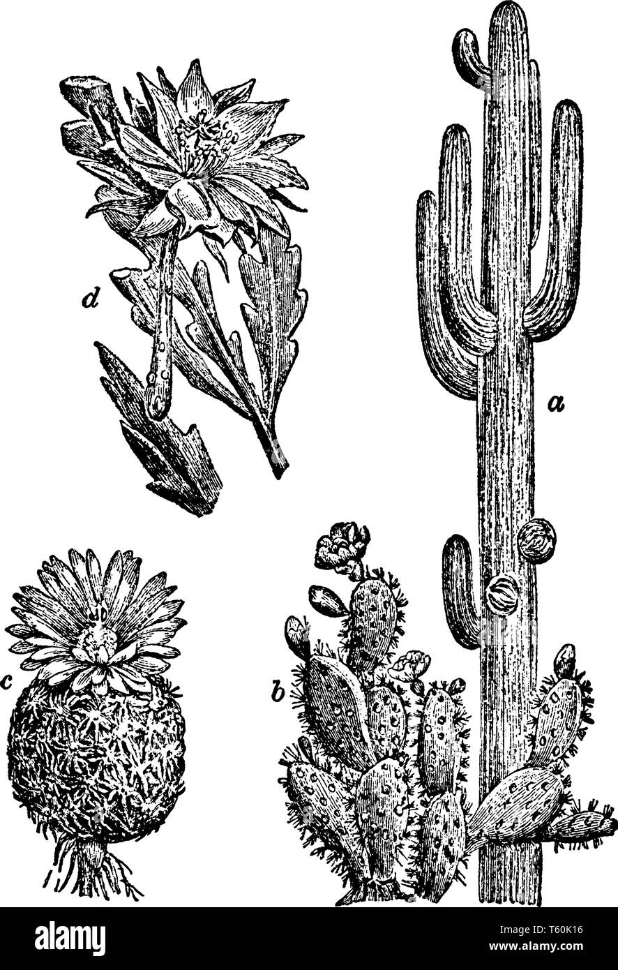 Il existe de nombreux types de cactus Saguaro. a, b, c ; Cactus, paddle, Fishhook Cactus ; d, Orchid Cactus, vintage dessin ou gravure illustration. Illustration de Vecteur