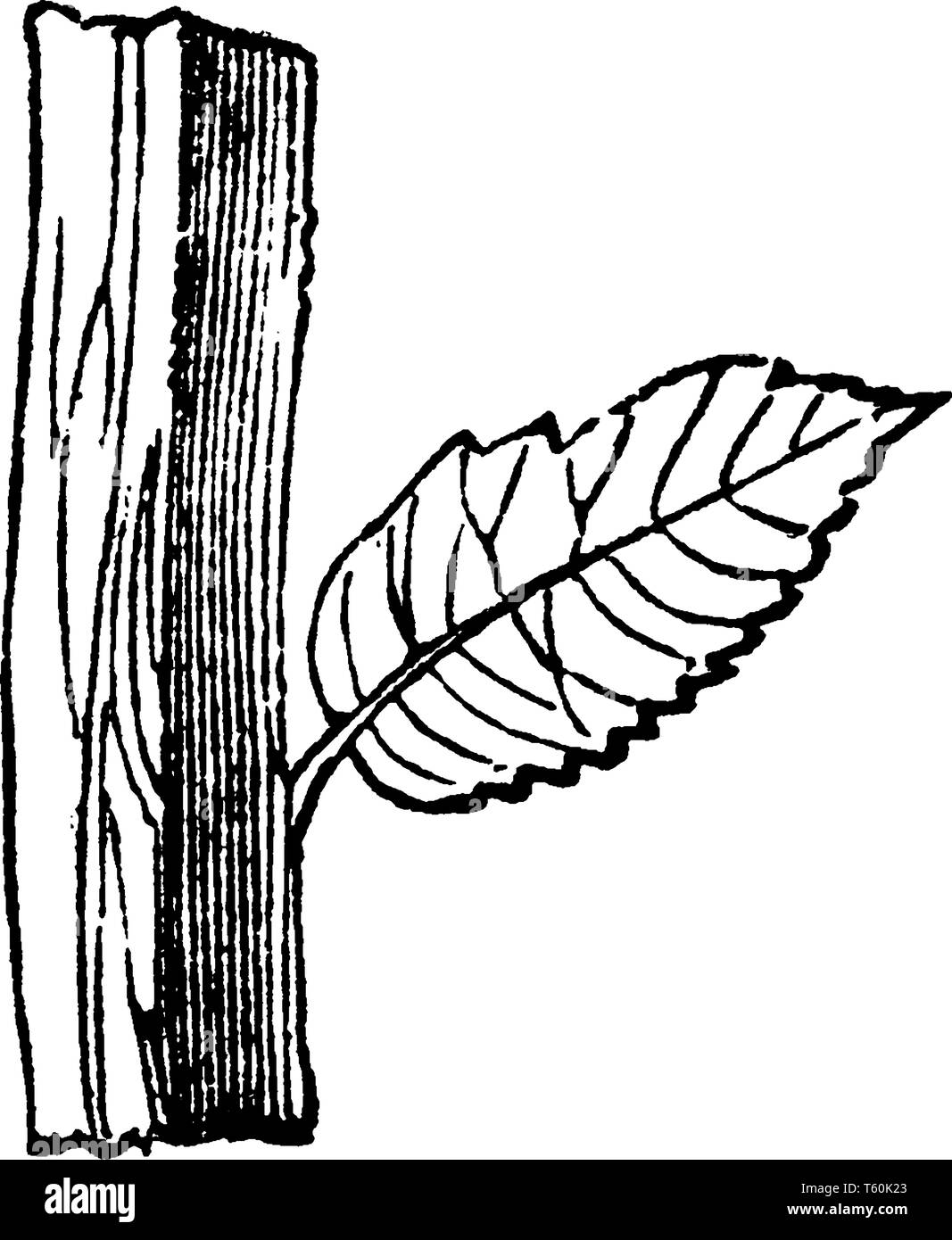 Il s'agit d'une image de forme carrée et le joint de la tige de la feuille avec la tige, vintage dessin ou gravure illustration. Illustration de Vecteur