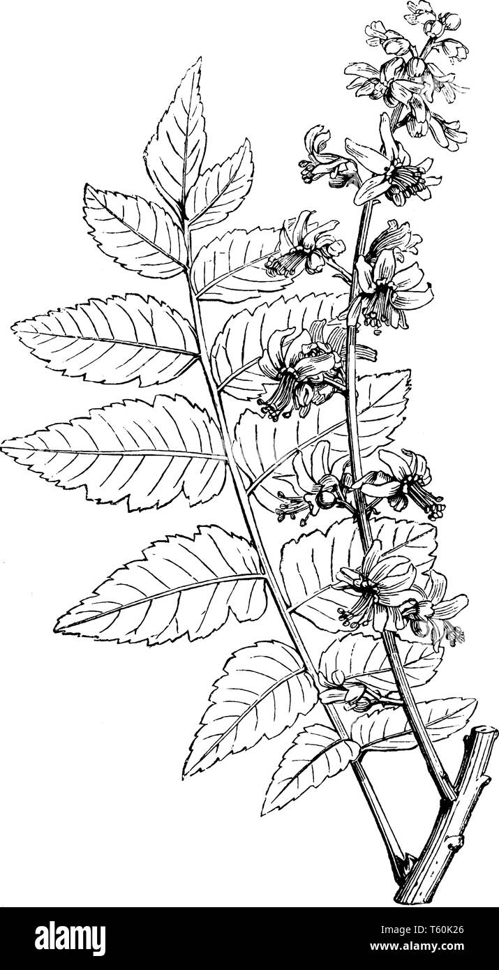 Koelreuteria paniculata est un arbre goldenrain trouve principalement dans l'Est de l'Asie, en Chine et en Corée. Il atteint de 30 à 40 pieds de haut, les fleurs sont jaunes vifs Illustration de Vecteur