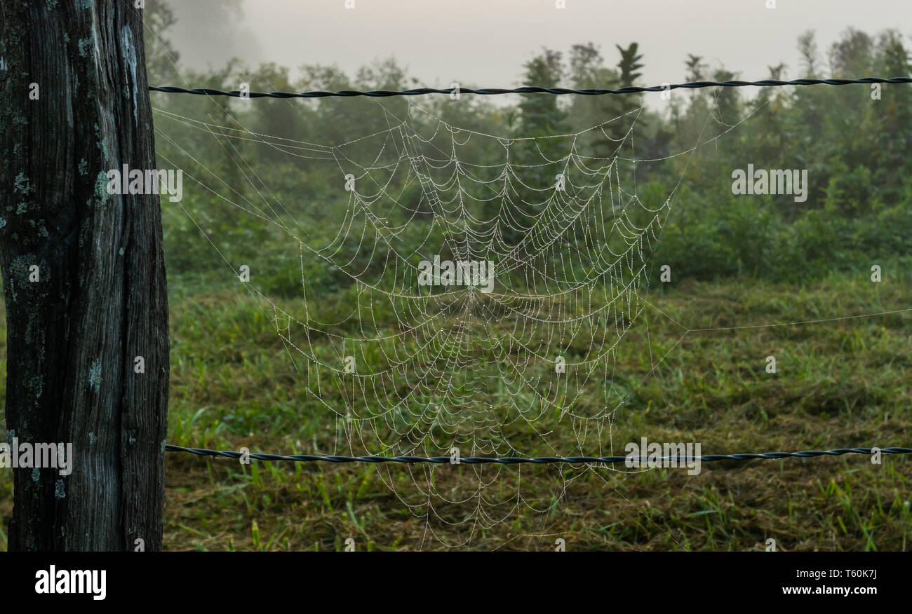 Gouttes de brouillard s'installer sur Spider Web sur les barbelés Banque D'Images
