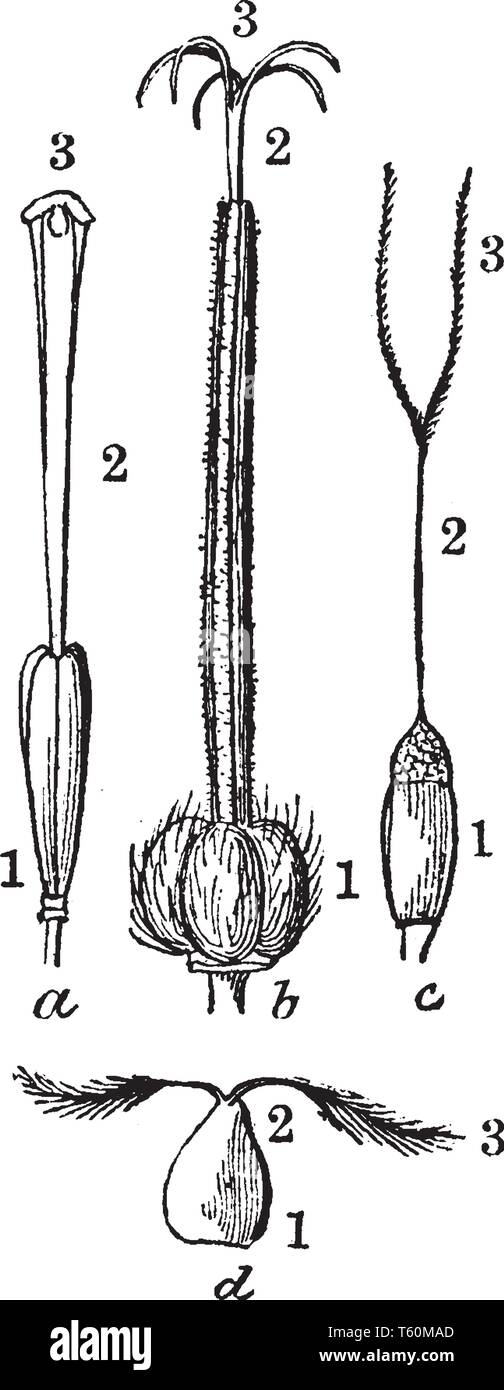 Cette image montre un exemple du pistil. L'image montre une forme différente de pistil. C'est affiche une parties de pistil. Cette image montre un ovaire, s Illustration de Vecteur