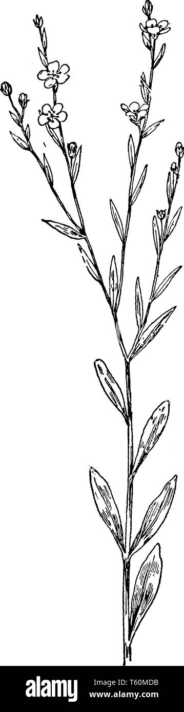 Une photo montre L. Carolinianum, signifie Linum carolinianum. Il appartient à la famille Lin, Linaceae, vintage dessin ou gravure illustration. Illustration de Vecteur