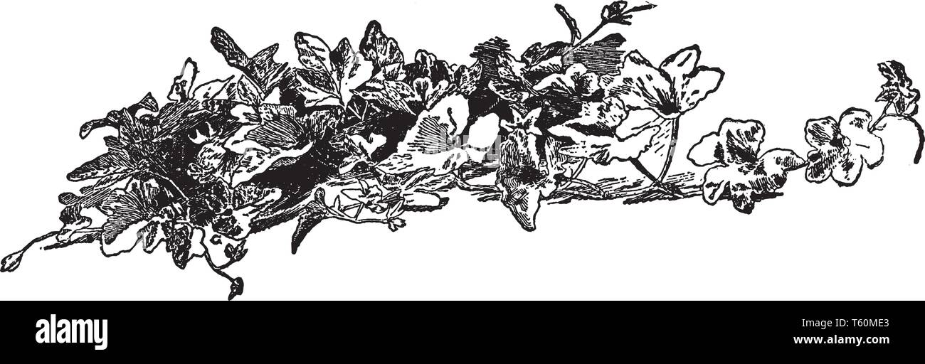 Une branche de la plante le long de la citrouille avec des fleurs et des feuilles. Au début, c'est pousser après que son usine convertit ensuite en vigne. Les fleurs sont présentes sur th Illustration de Vecteur