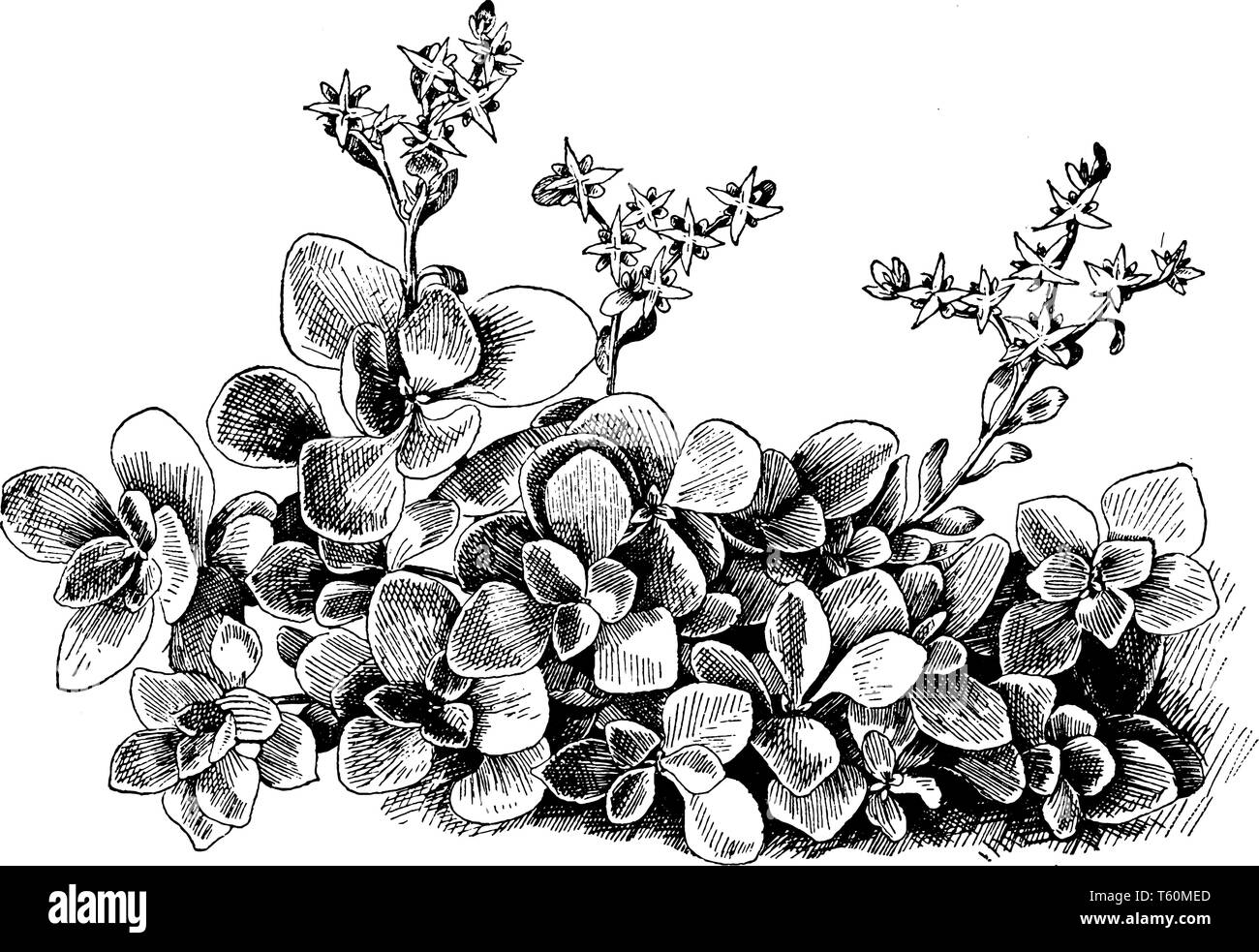 Une photo montre Sedum Ternatum Plante en fleurs. Il est aussi appelé comme stonecrop sedum et appartient à. Ses fleurs sont blanches en forme d'étoile, vinta Illustration de Vecteur