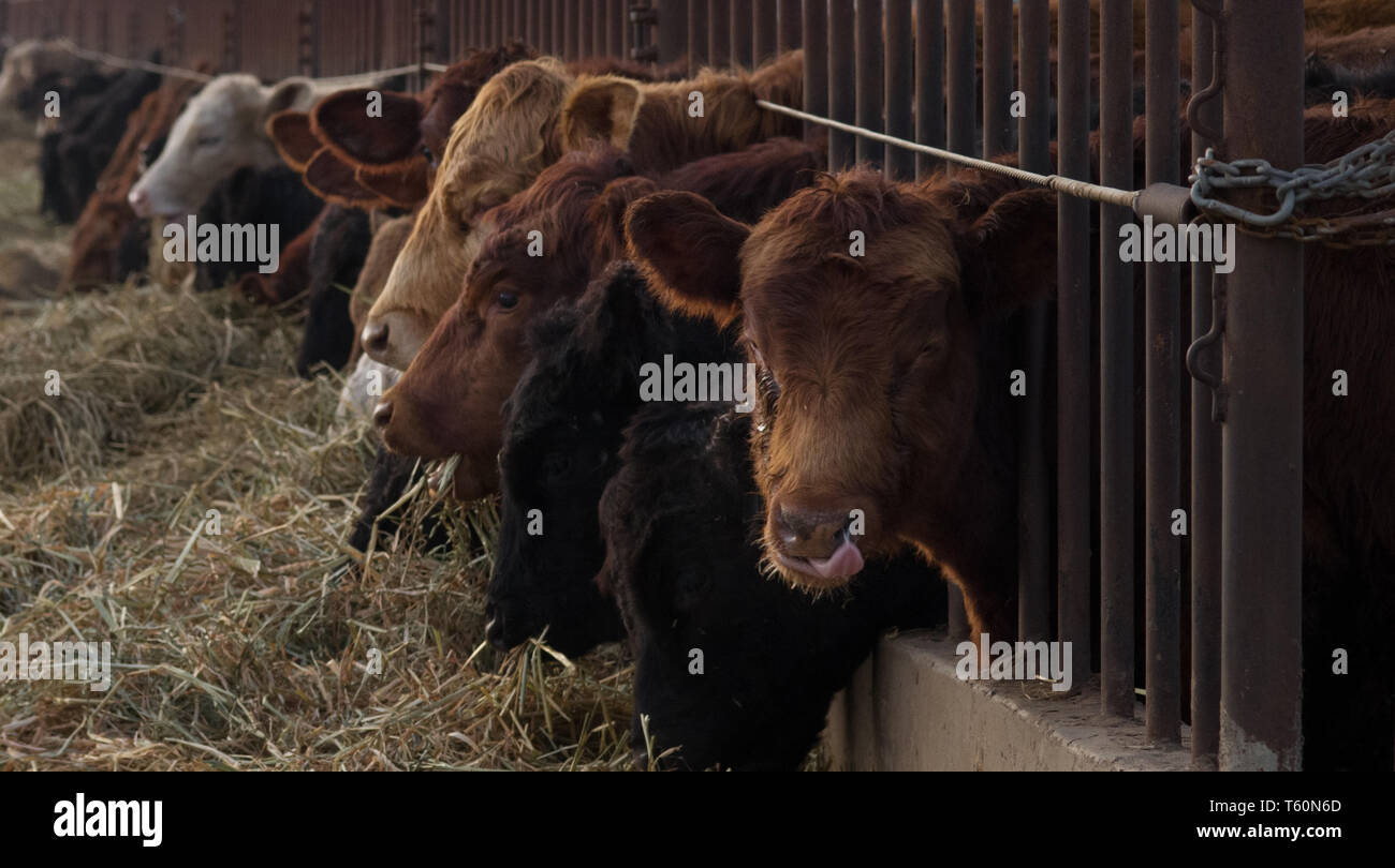 Les vaches mangent le foin d'un creux. Banque D'Images