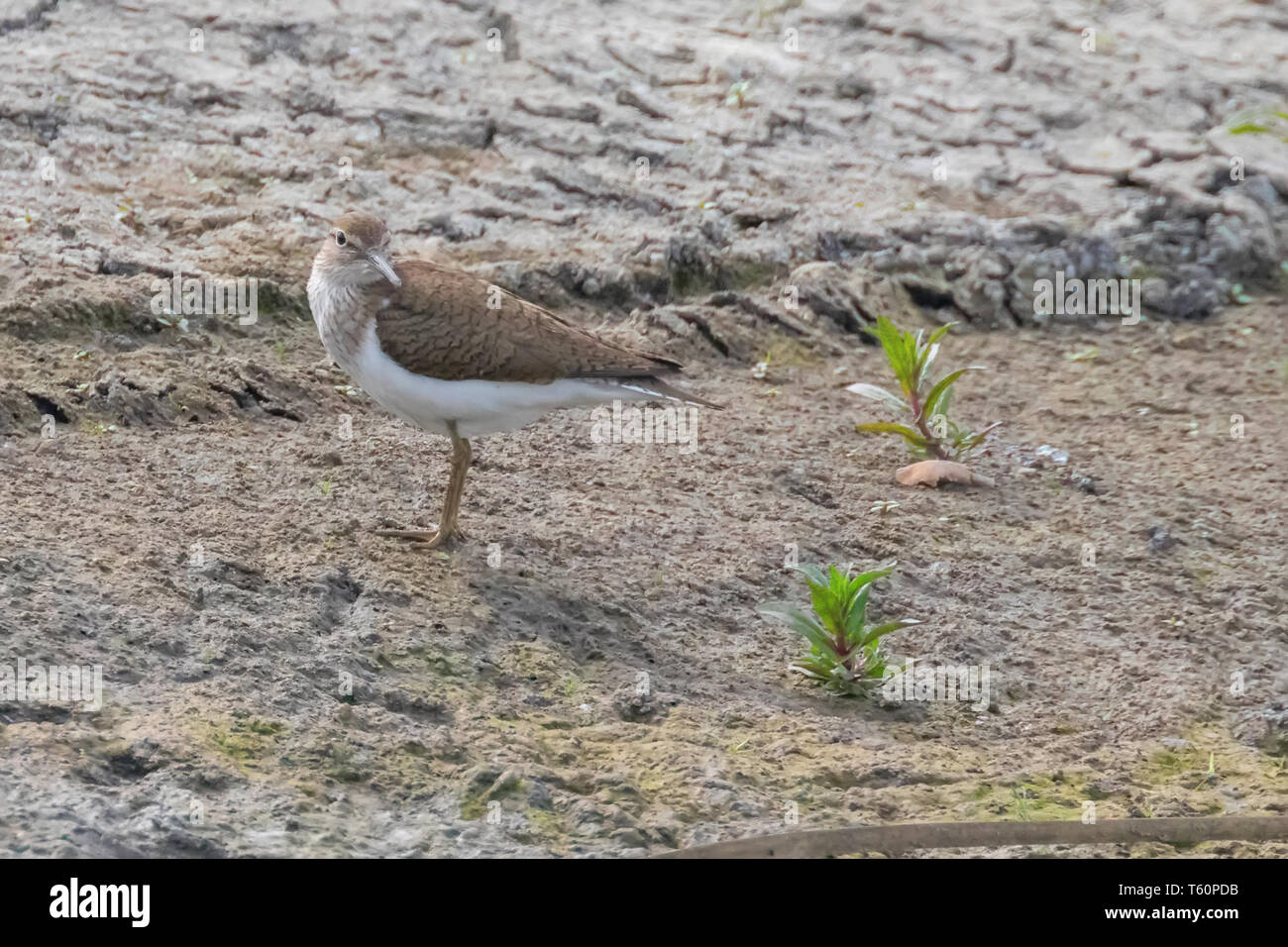 Des oiseaux d'eau, Chevalier guignette Actitis hypoleucos Common Sandpiper () Banque D'Images