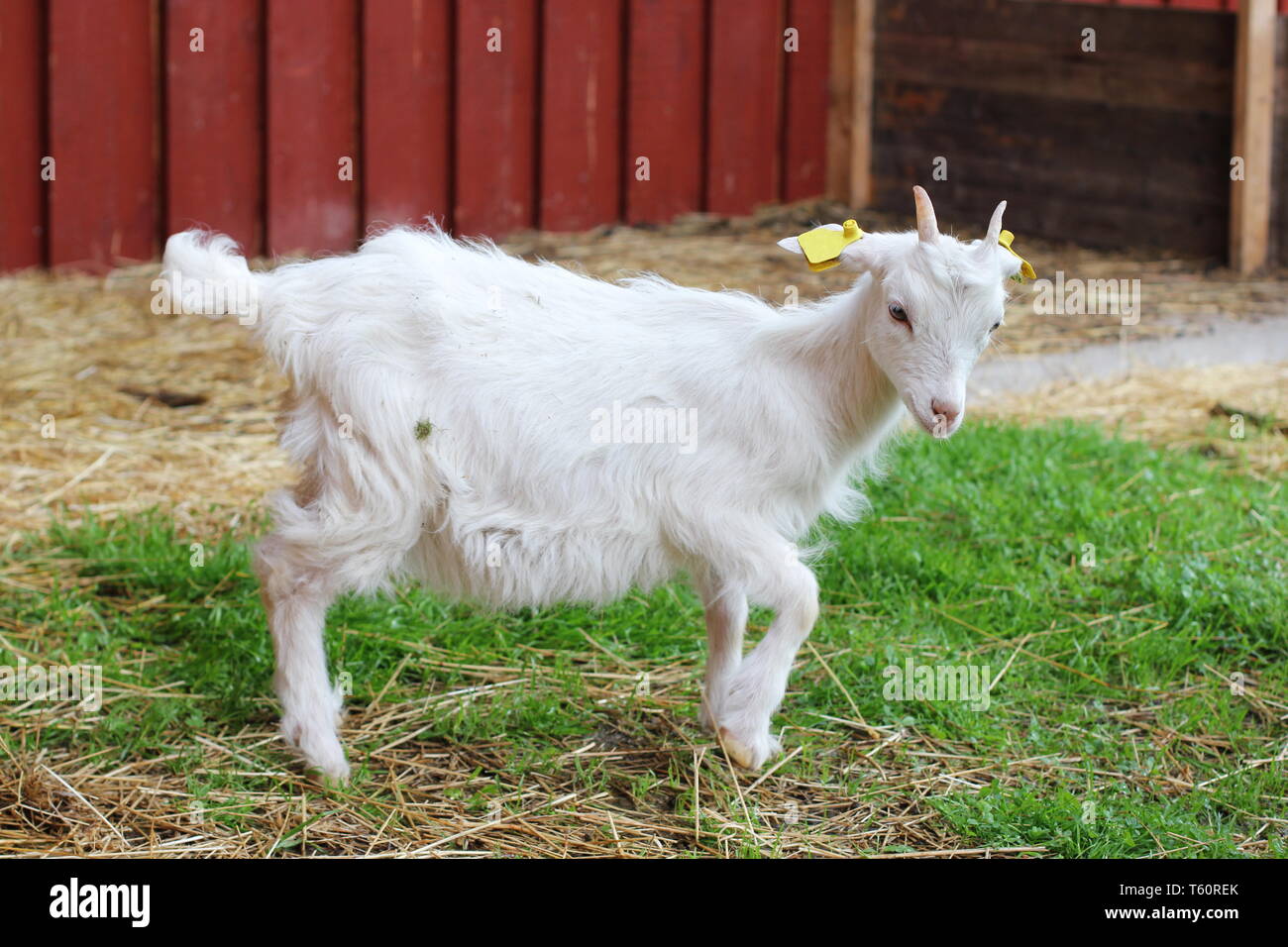 Chevre Bebe Blanc Doux Photo Stock Alamy