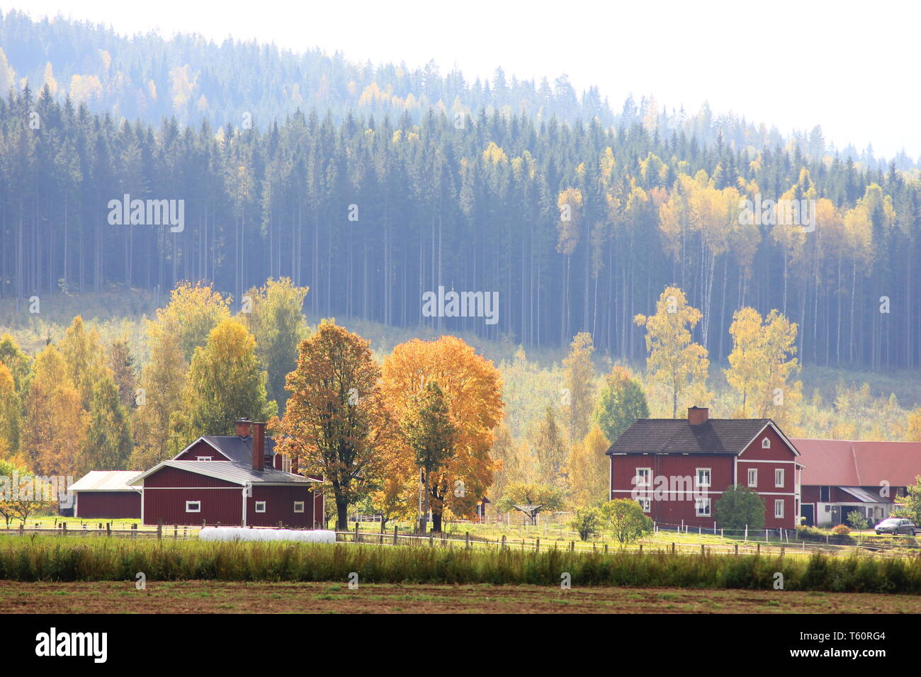 Paysage suédois traditionnel avec des maisons en bois rouge en automne. Banque D'Images