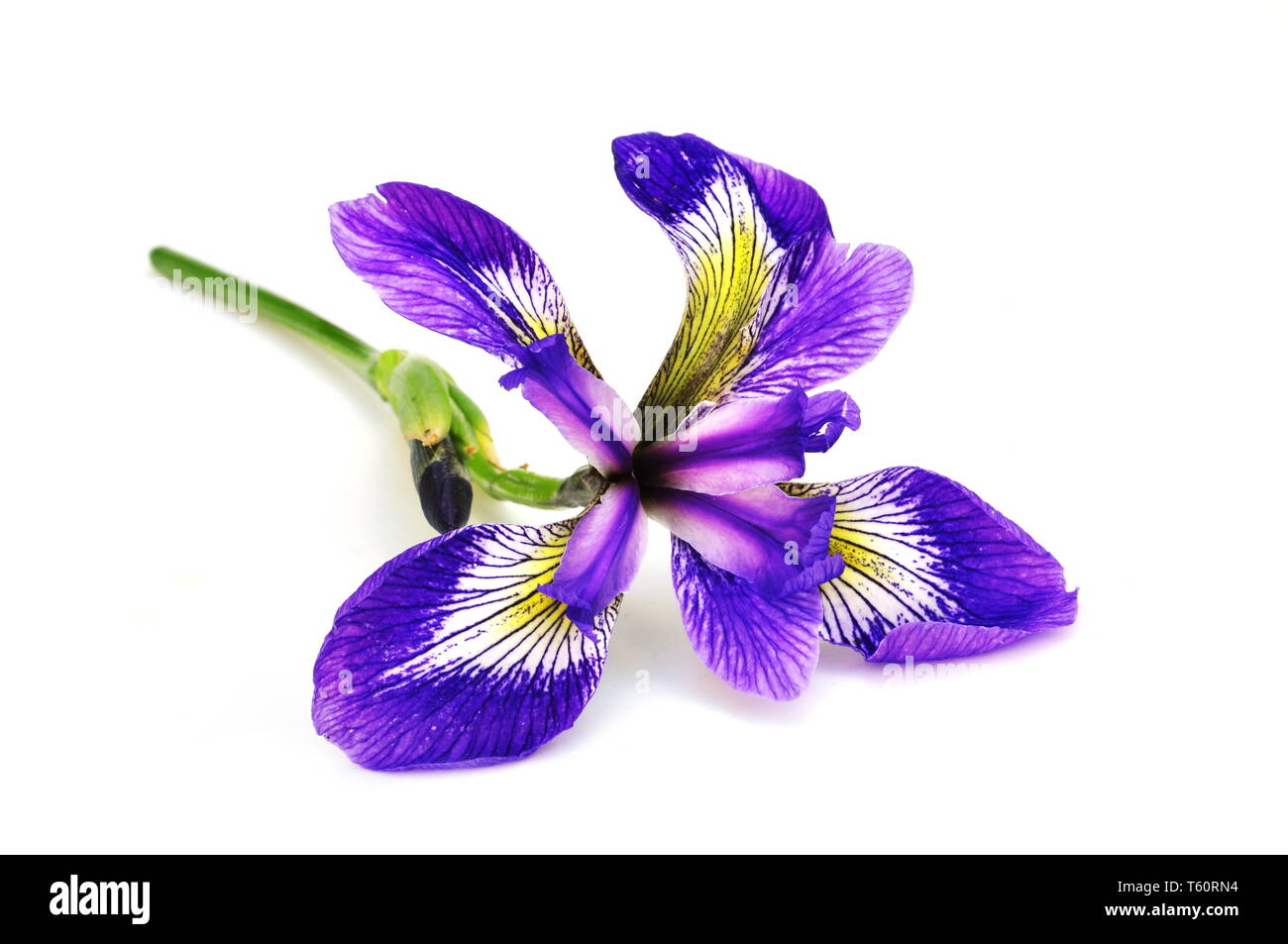 Iris bleu fleur sur fond blanc Banque D'Images