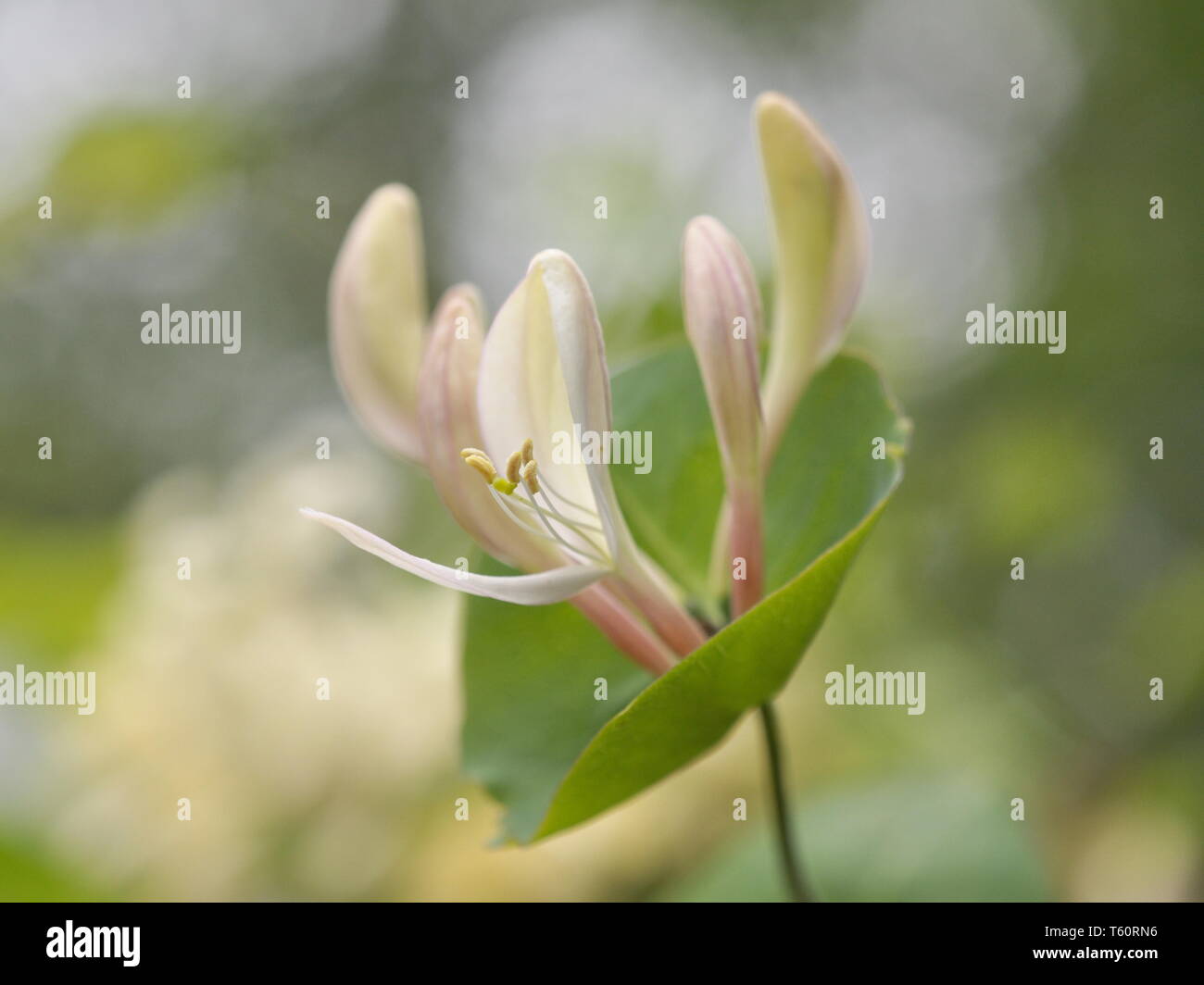 Gros plan sur la fleur de couleur crème, honeysucle Banque D'Images