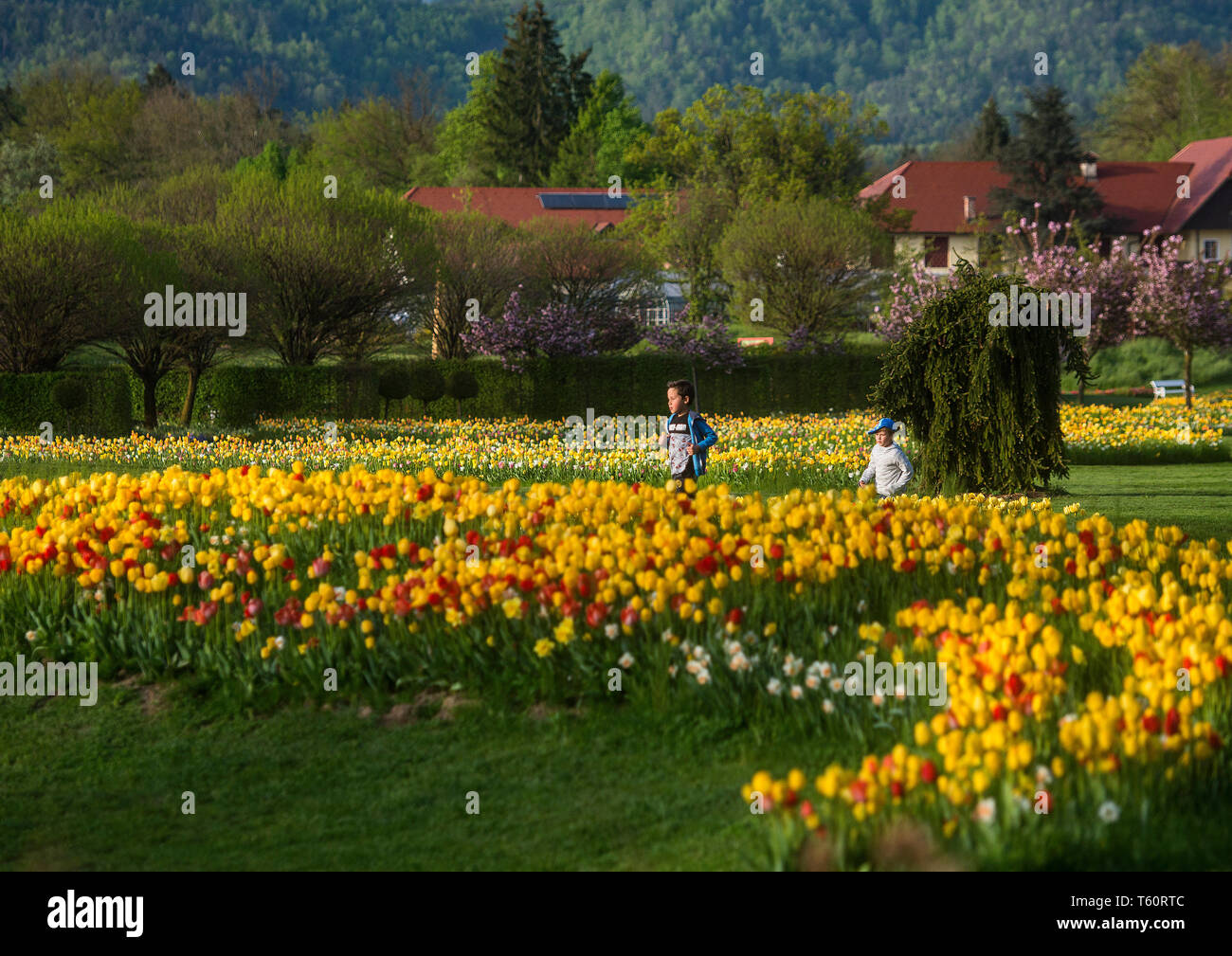 VOLCJI POTOK, SLOVÉNIE - 25 avril 2019 : Printemps tulipe exposition en Volcji potok Arboretum près de Kamnik. Banque D'Images