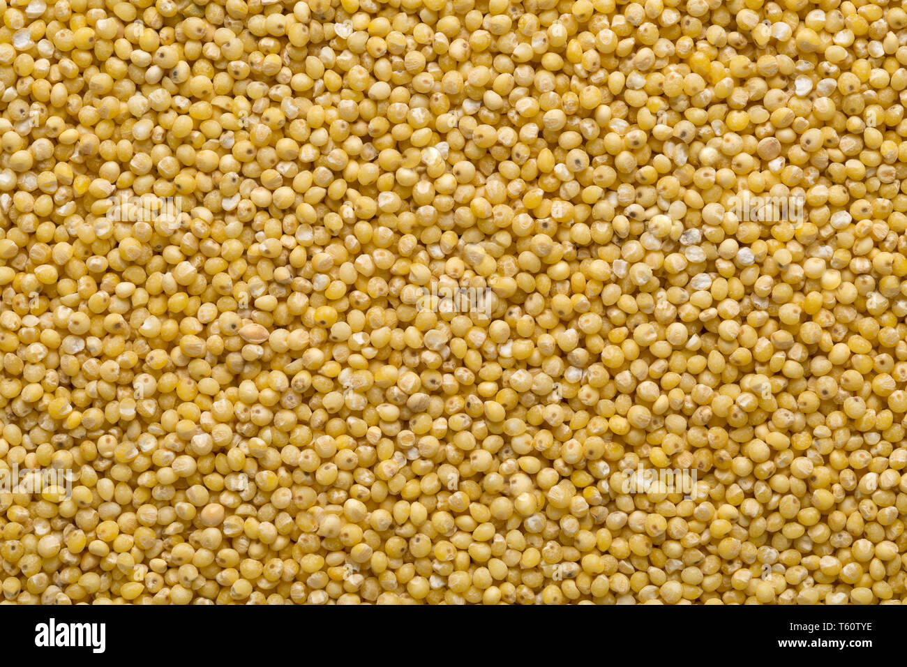 Millet doré, une des céréales sans gluten, texture de fond de remplissage du châssis Banque D'Images