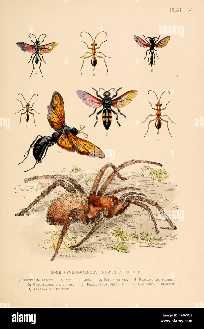 Belles illustrations faites à la main vintage des araignées exotiques de vieux livre. Il peut être utilisé comme élément décoratif ou d'affiches pour l'intérieur. Banque D'Images