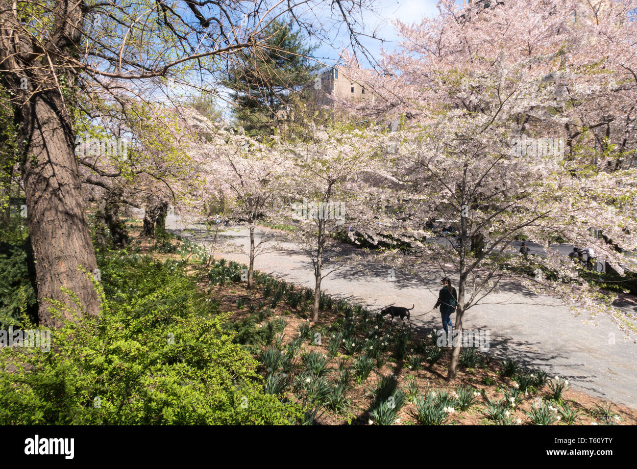 Les personnes bénéficiant d'une journée de printemps sur l'allée cavalière dans Central Park, NYC, USA Banque D'Images