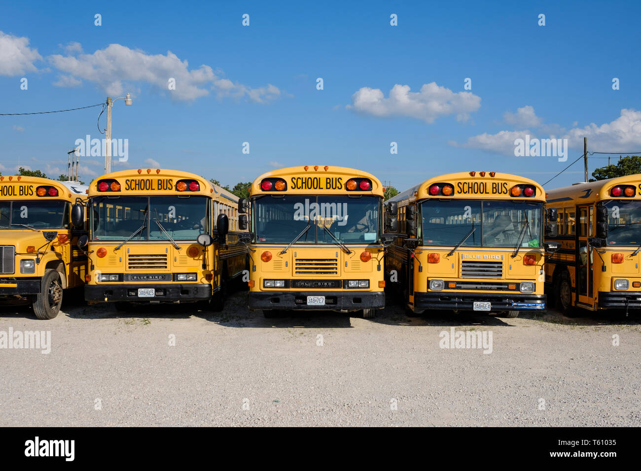 Les autobus scolaires jaunes américains classiques Banque D'Images