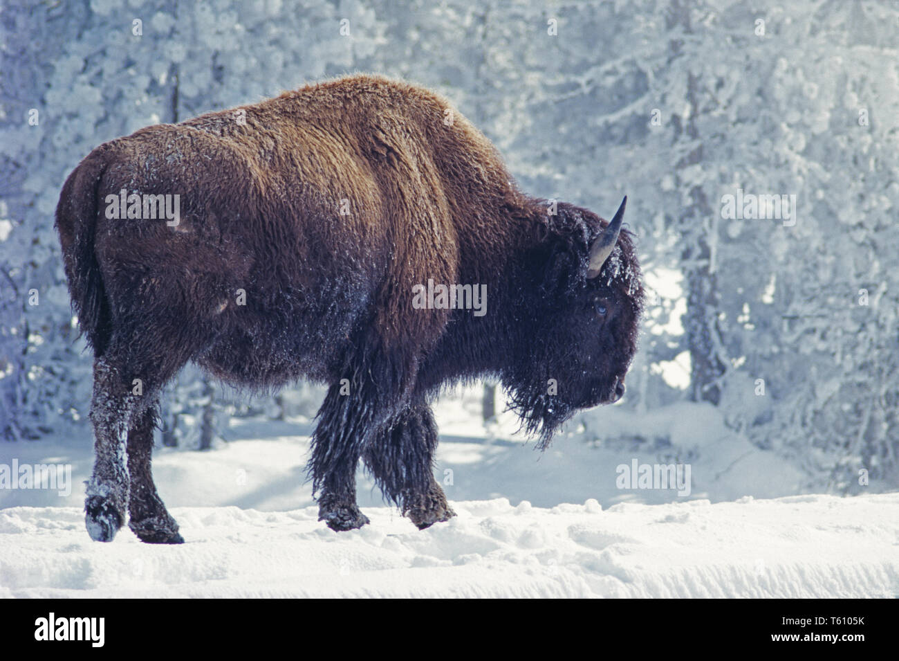 USA. Le Wyoming. Le Parc National de Yellowstone. La faune. Le Bison. (Bison bison). Banque D'Images