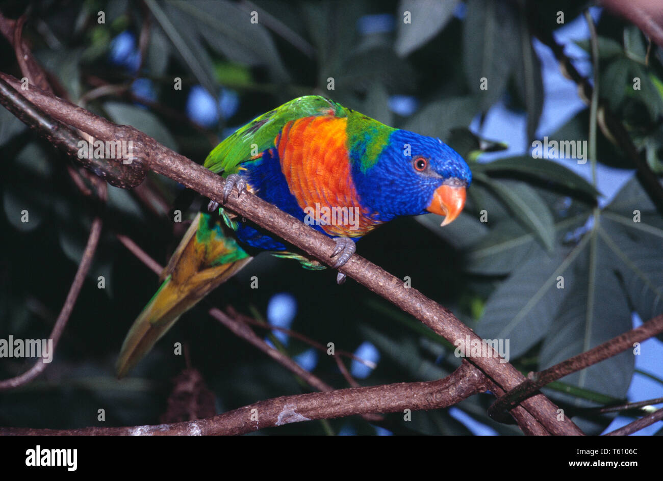 L'Australie. Le Queensland. La faune. Oiseau. Rainbow Lorikeet. Trichoglossus moluccanus. Banque D'Images