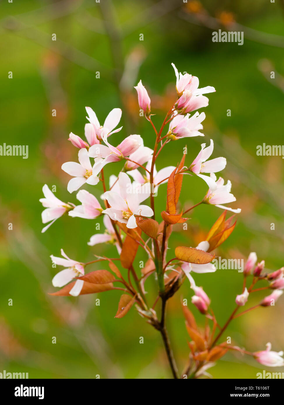 Fleurs blanches teintées de rose de la Snowy, mesilpus Amelanchier  ; La Paloma", contraste avec les jeunes dans leur feuillage cuivré Afficher printemps Banque D'Images