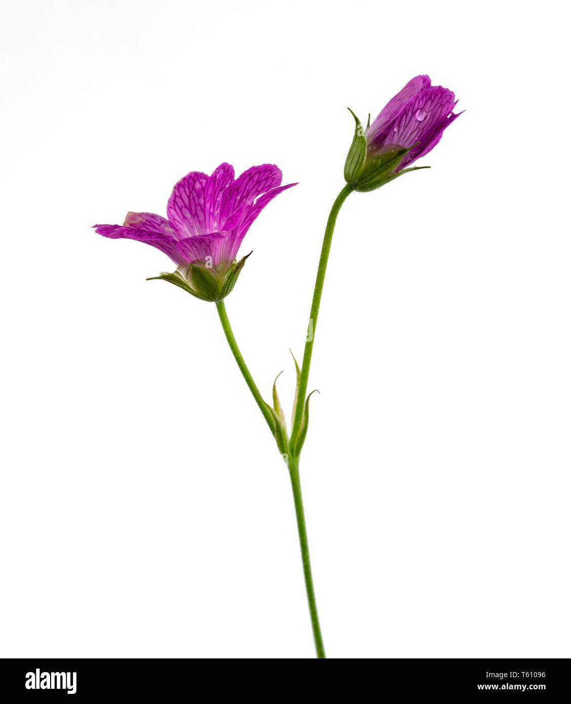 Et d'ouverture de la fleur ouverte, géranium sanguin Geranium endressii hardy, sur un fond blanc Banque D'Images