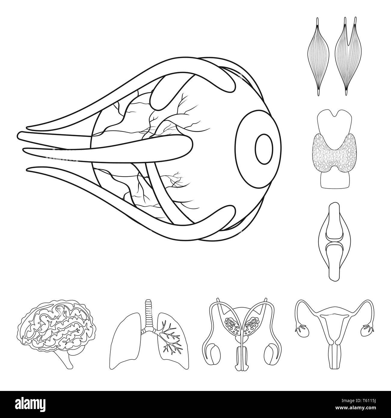 Vector illustration d'anatomie et de l'icône d'organes. Collection d'anatomie et de l'icône vecteur médical pour stock. Illustration de Vecteur