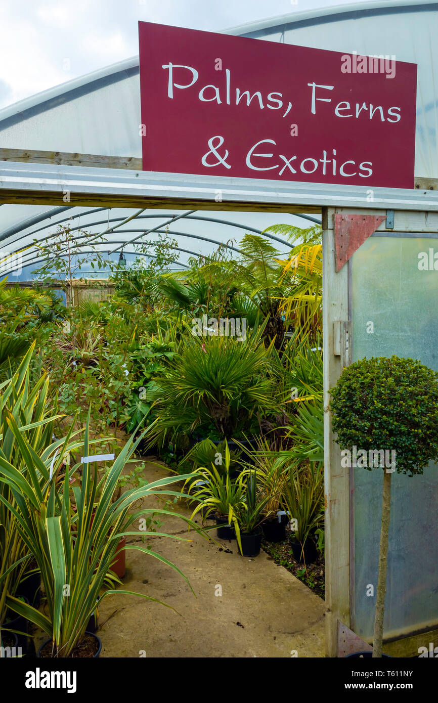 Une collection de palmiers fougères et plantes exotiques disposent à vendre dans un centre jardin Durham Banque D'Images