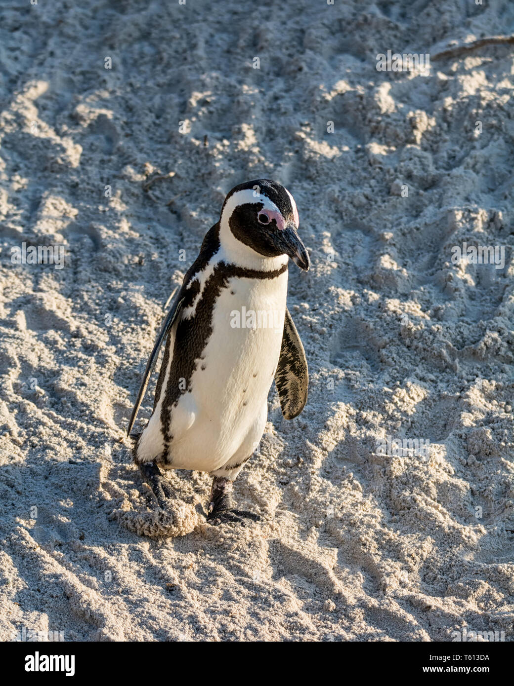 Photo De Manchot Sur Une Plage Manchot sur une plage dans le sud de l'Afrique Photo Stock - Alamy