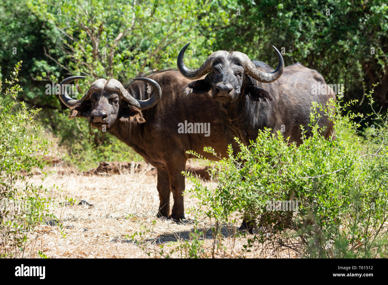 Une paire de buffle dans le sud de la savane africaine Banque D'Images