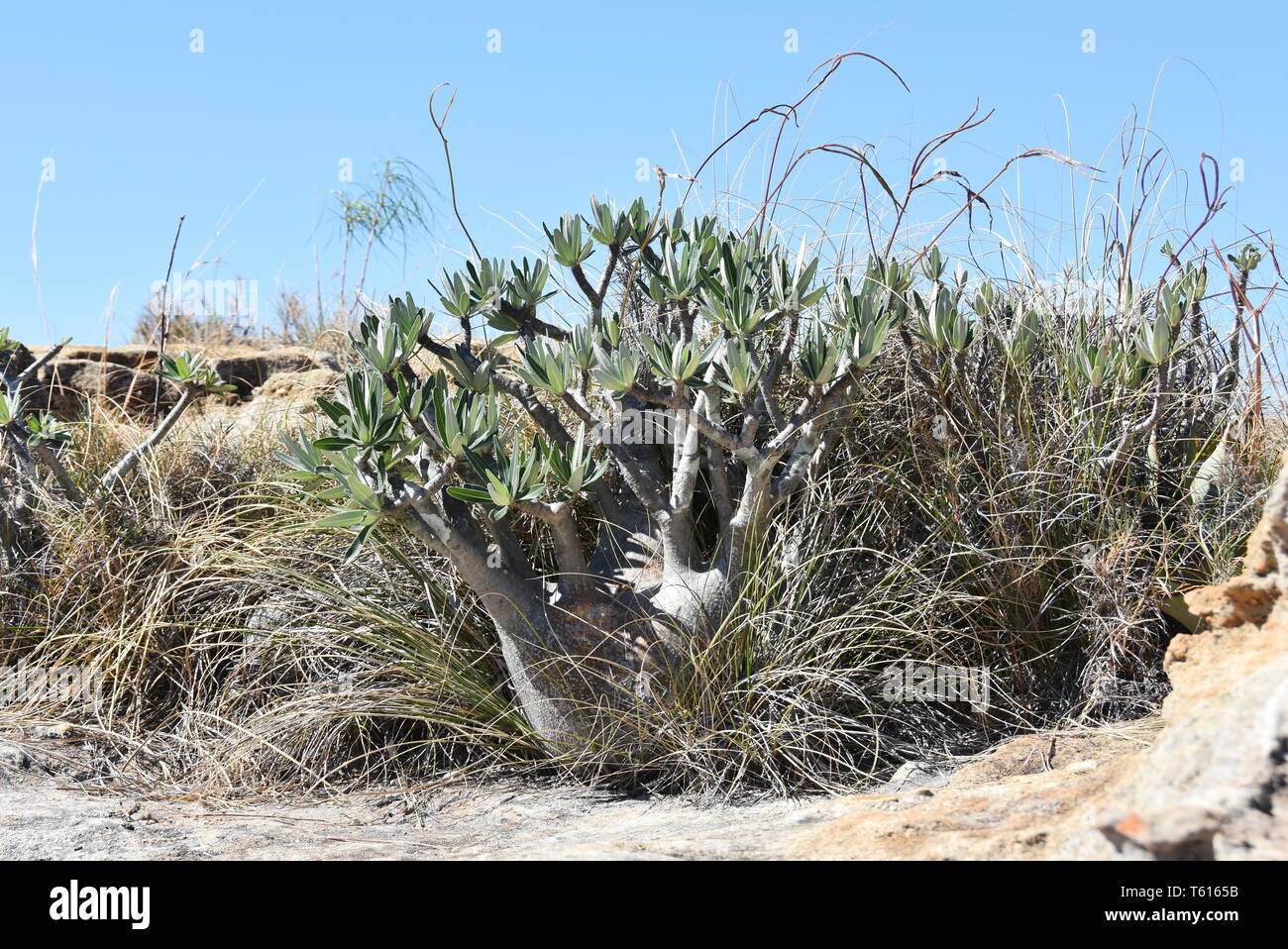 Pied d'éléphant Plante Pachypodium rosulatum dans son environnement naturel Banque D'Images