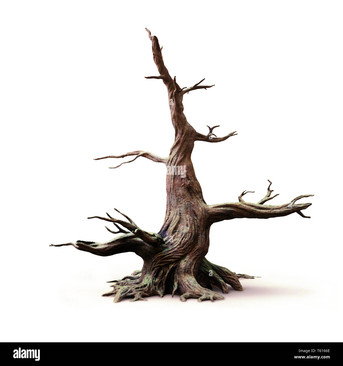 Big old dead tree, avec ombre isolé sur fond blanc Banque D'Images