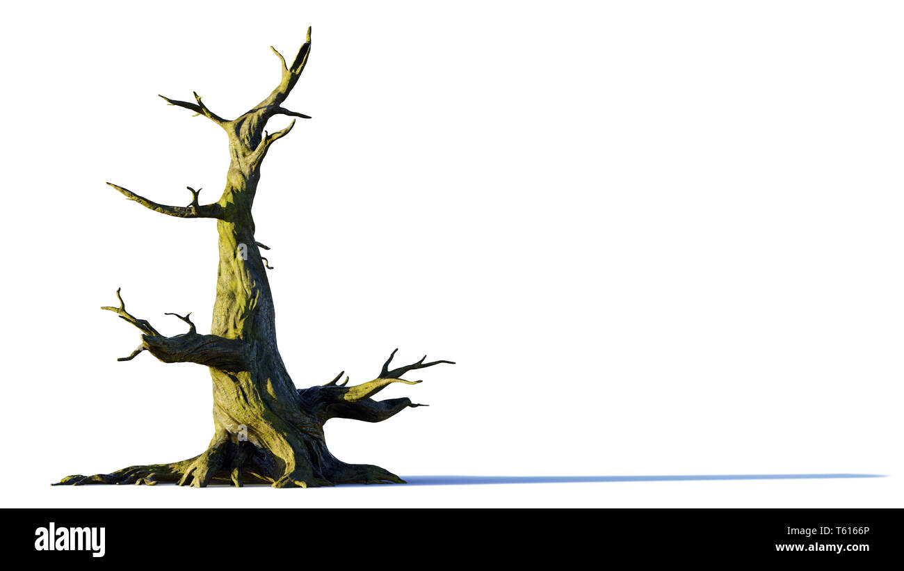 Old dead tree avec ombre isolé sur fond blanc Banque D'Images