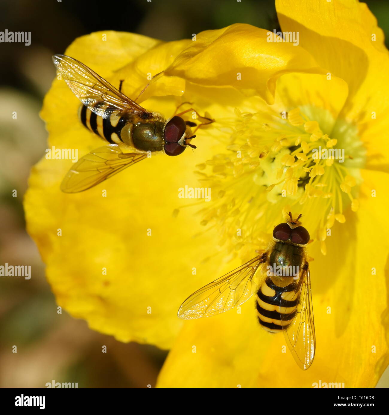 Deux Syrphus ribesii hoverflies assis sur une fleur de pavot jaune Banque D'Images