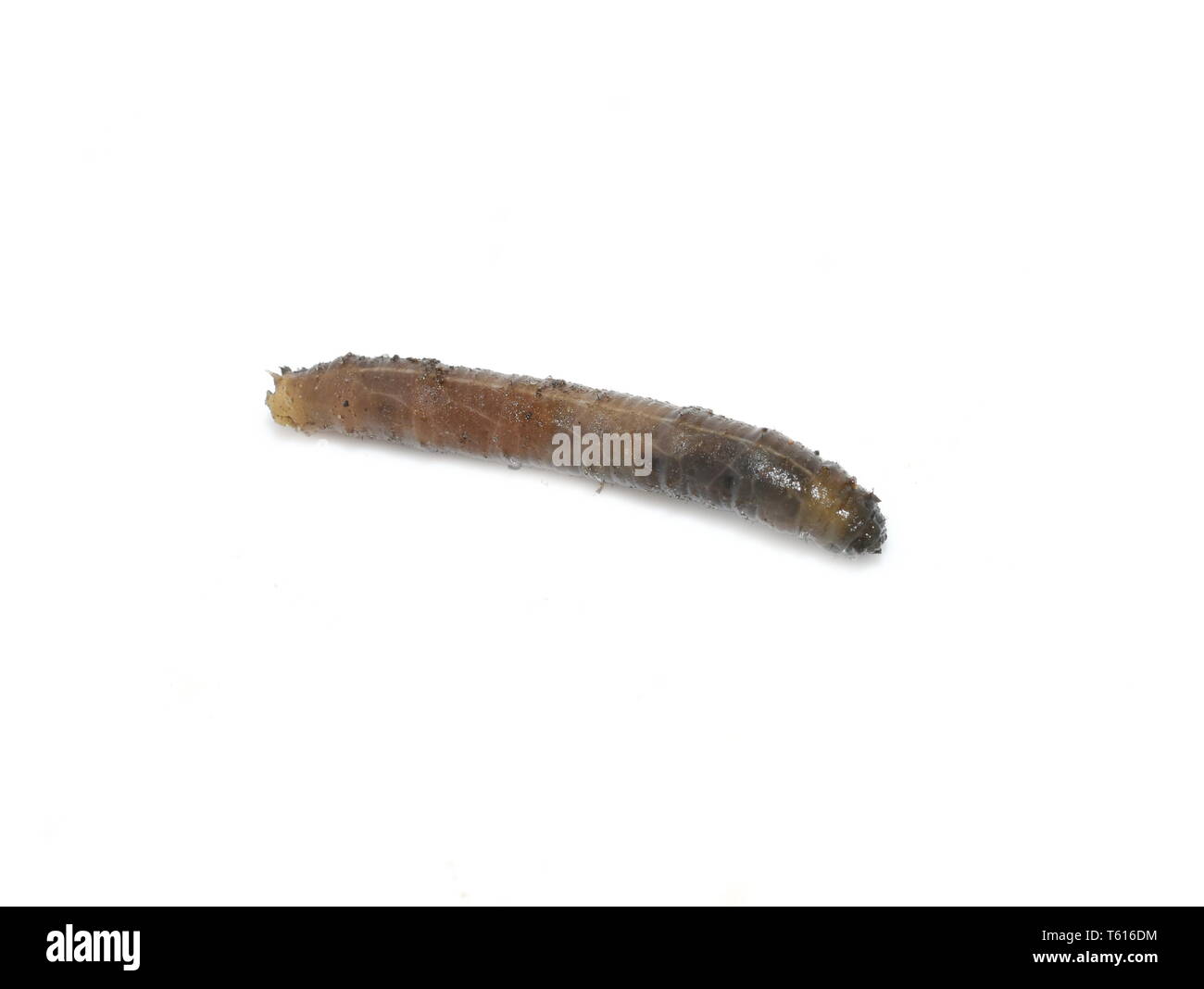 Tipulidae larves cranefly isolé sur fond blanc Banque D'Images