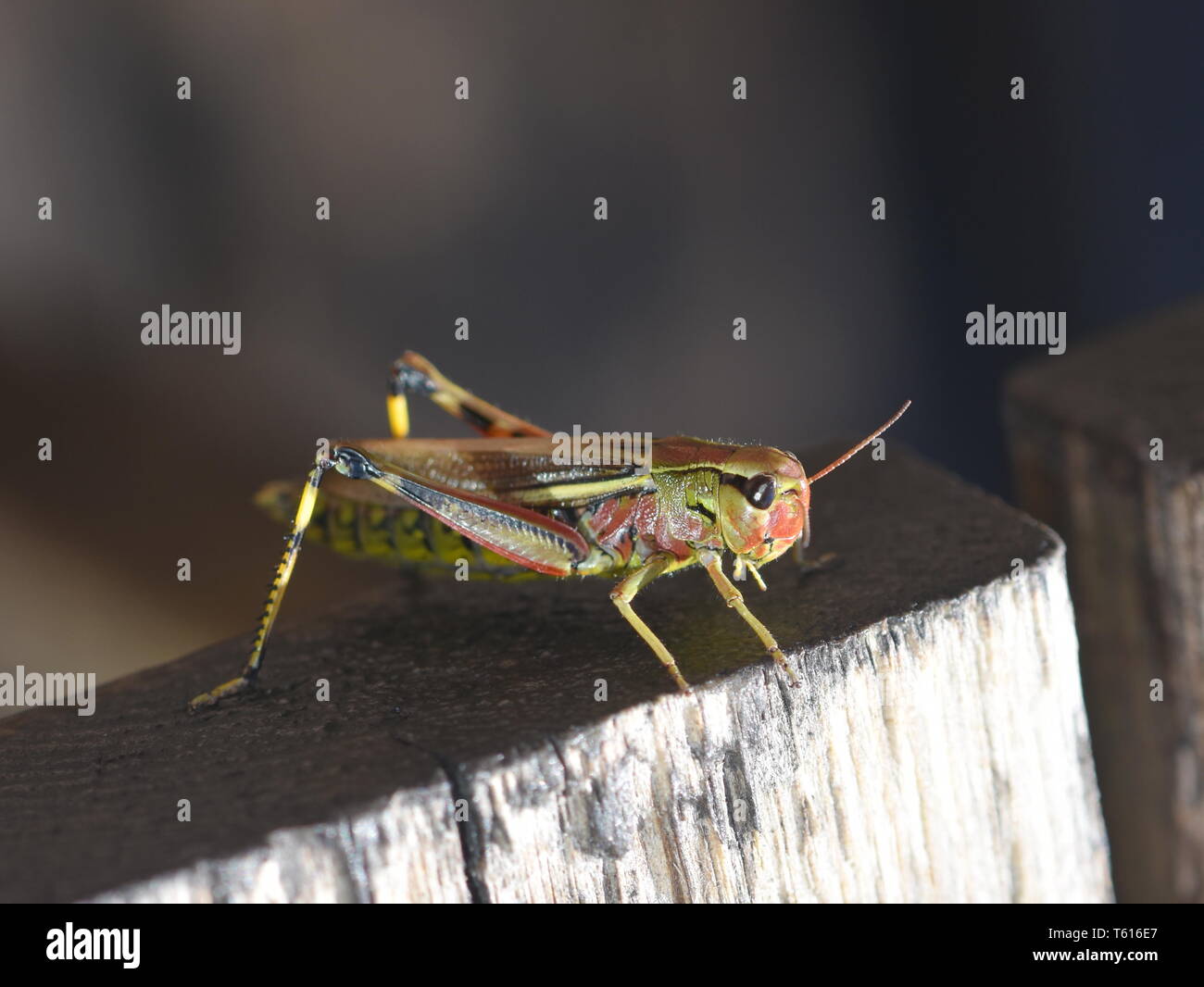 La grande sauterelle marais Mecostethus grossus sur un morceau de bois Banque D'Images