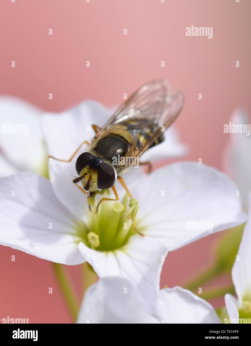 Gros plan sur l'hoverfly Syrphus ribesii le pollen de l'alimentation sur un cockooflower Banque D'Images