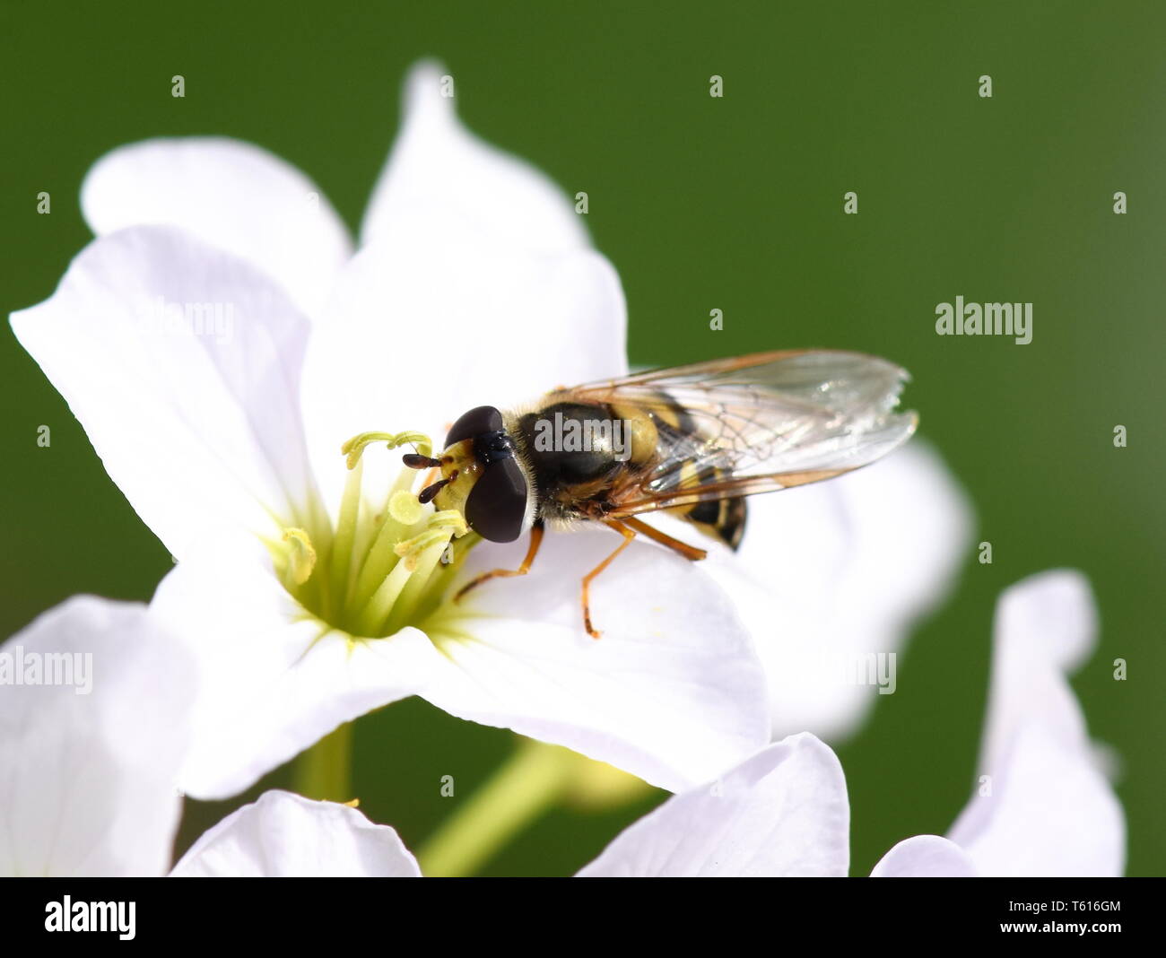Gros plan sur l'hoverfly Syrphus ribesii le pollen de l'alimentation sur un cockooflower Banque D'Images