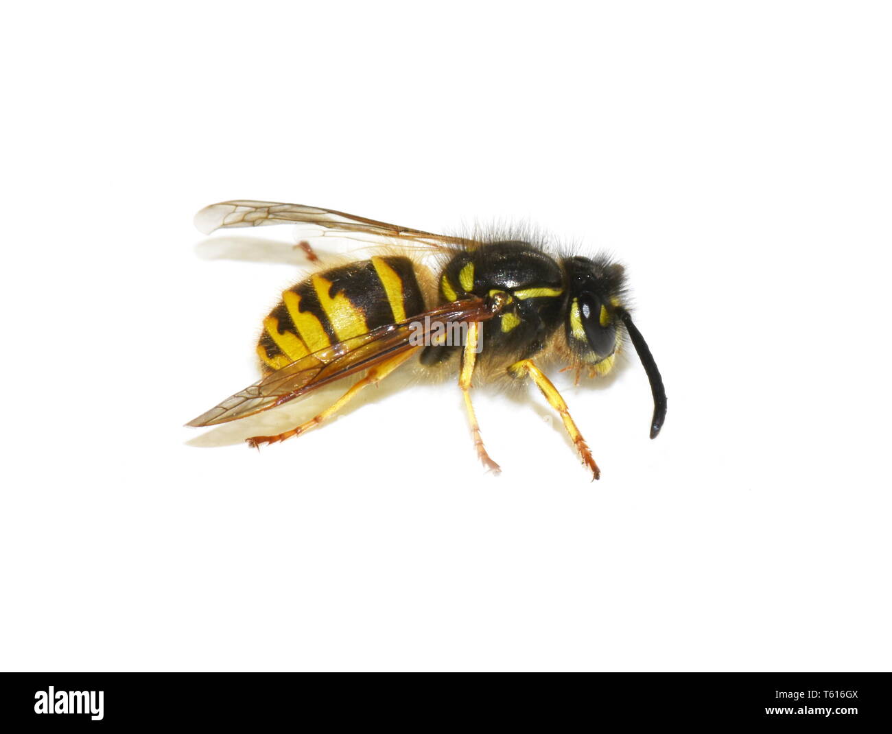Guêpe Dolichovespula norvégien norwegica sur fond blanc Banque D'Images