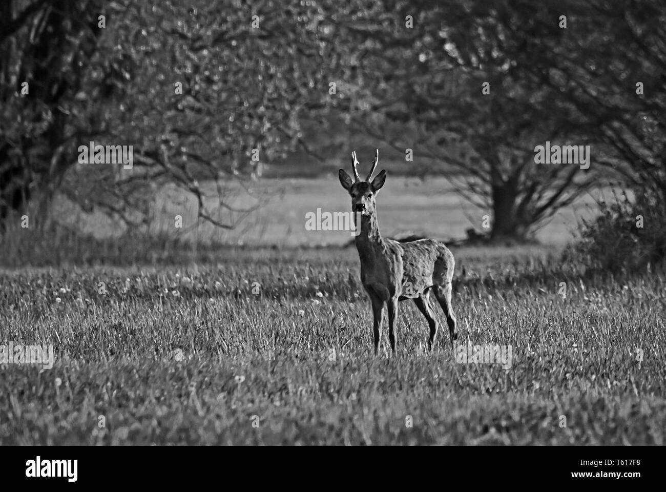 Roebucks sur un champ Banque D'Images