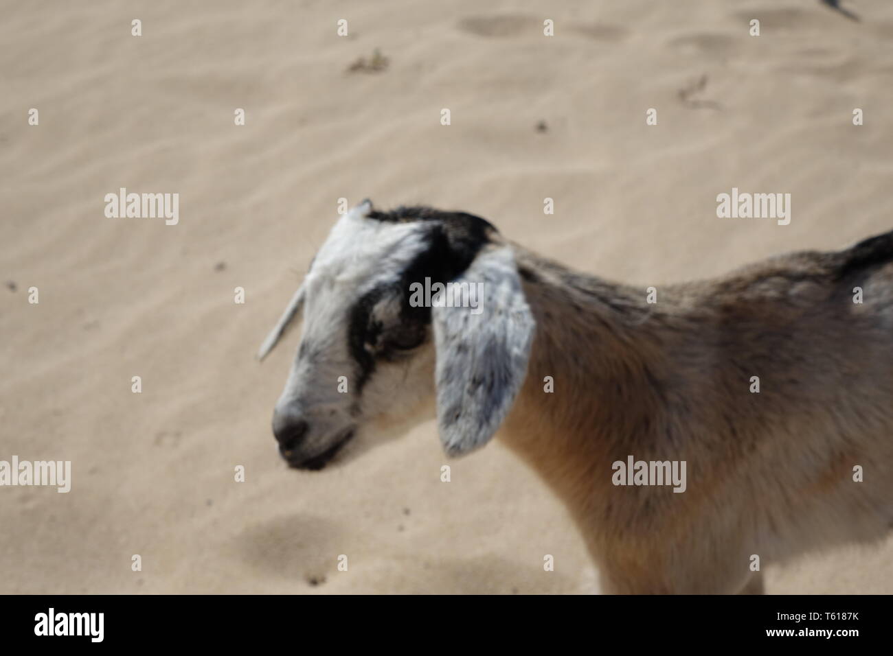 Bébé chèvres sur un bel après-midi en avril dans le parc naturel des dunes de sables bitumineux dans la région de Corralejo, Fuerteventura, Las Palmas, Canary-Islands,Espagne Banque D'Images