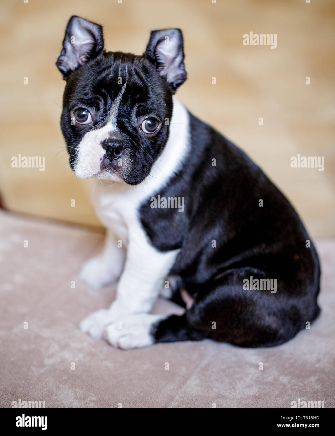 Boston Terrier Puppy Banque D'Images