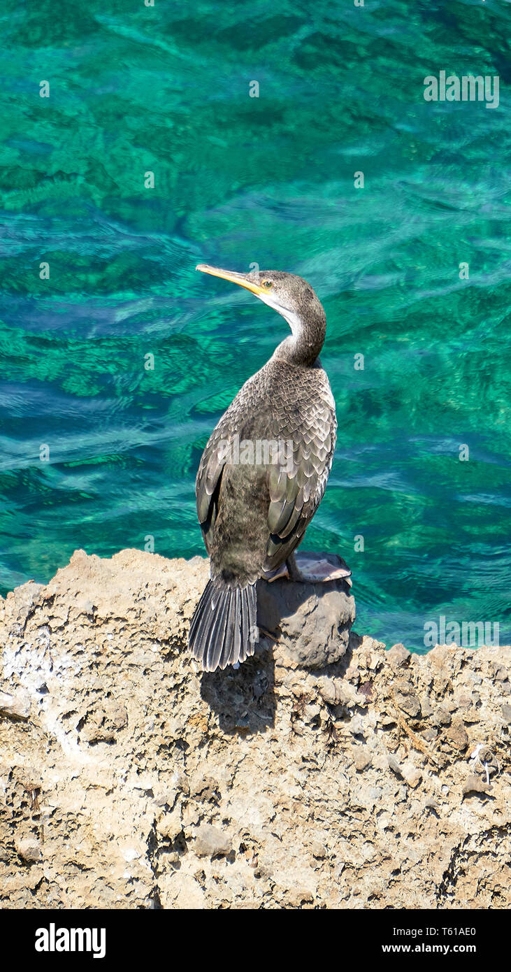 Méditerranée - Shag Phalacrocorax aristotelis - assis sur un rocher au cours d'une journée de printemps ensoleillée Banque D'Images