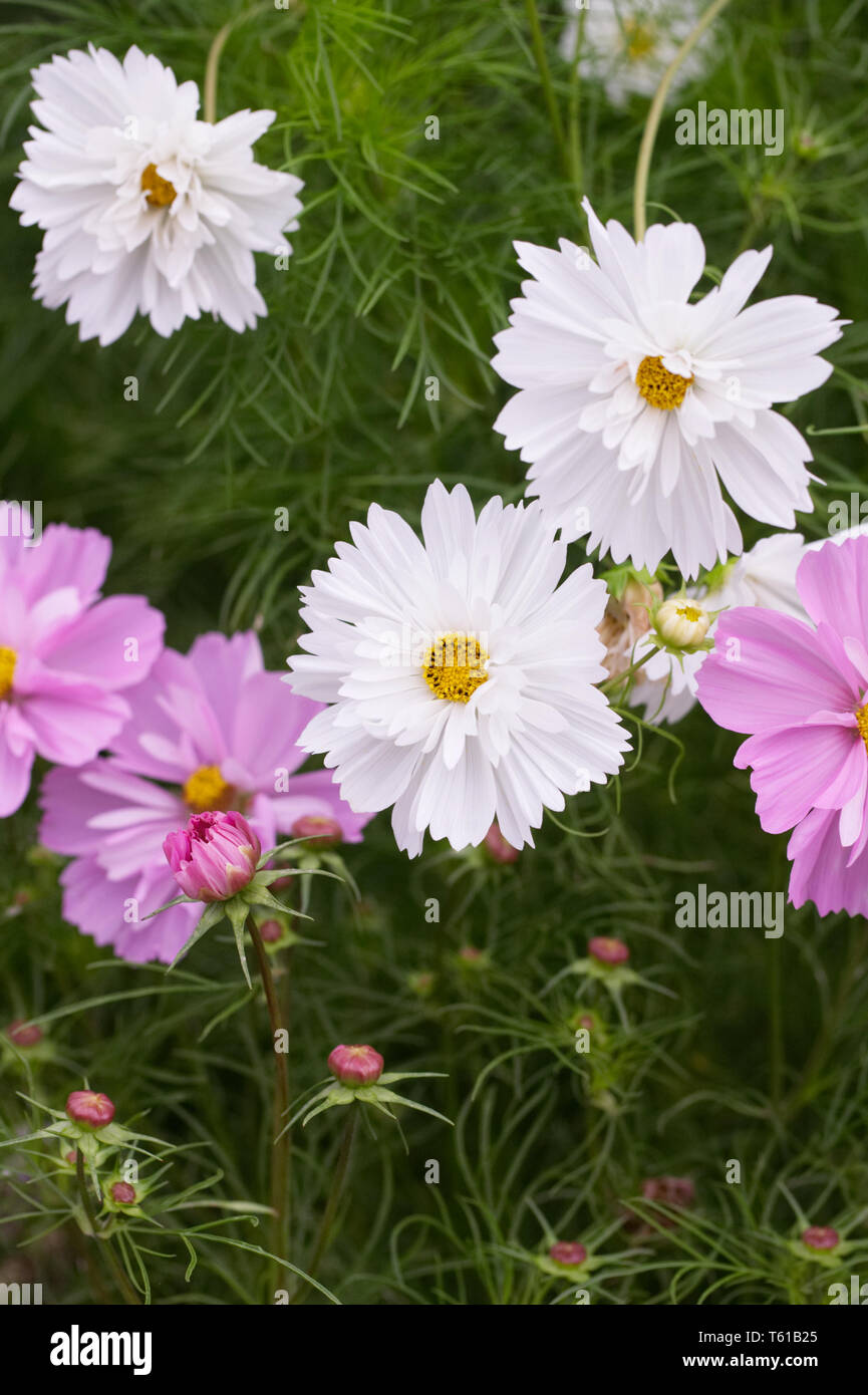 Cosmos bipinnatus fleurs dans le jardin. Banque D'Images