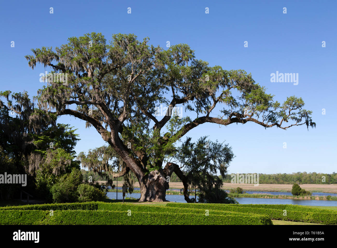 L'arbre que l'on pense être le plus grand chêne. C'est à Middleton Place près de Charleston en Caroline du Sud, USA. Banque D'Images