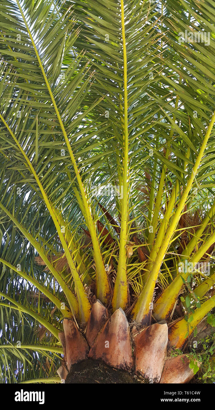 Branches de palmier tropical grand Banque D'Images