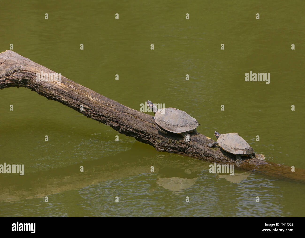 Kachuga reposant sur un journal en bois - photographiée au parc national de Kaziranga (Inde) Banque D'Images