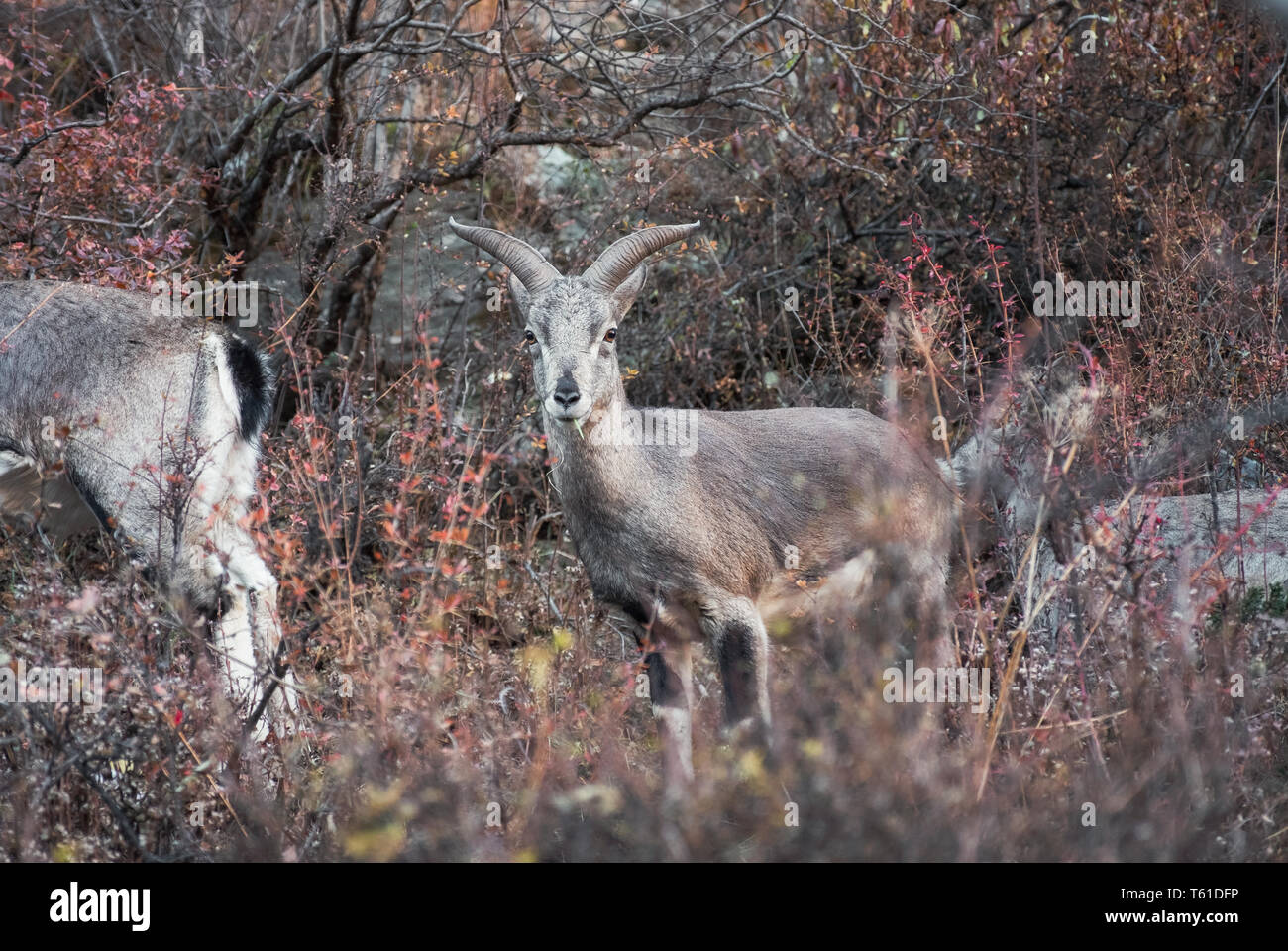 Les jeunes avec des cornes de chèvre de montagne brune mange de l'herbe en prairie sauvage Banque D'Images