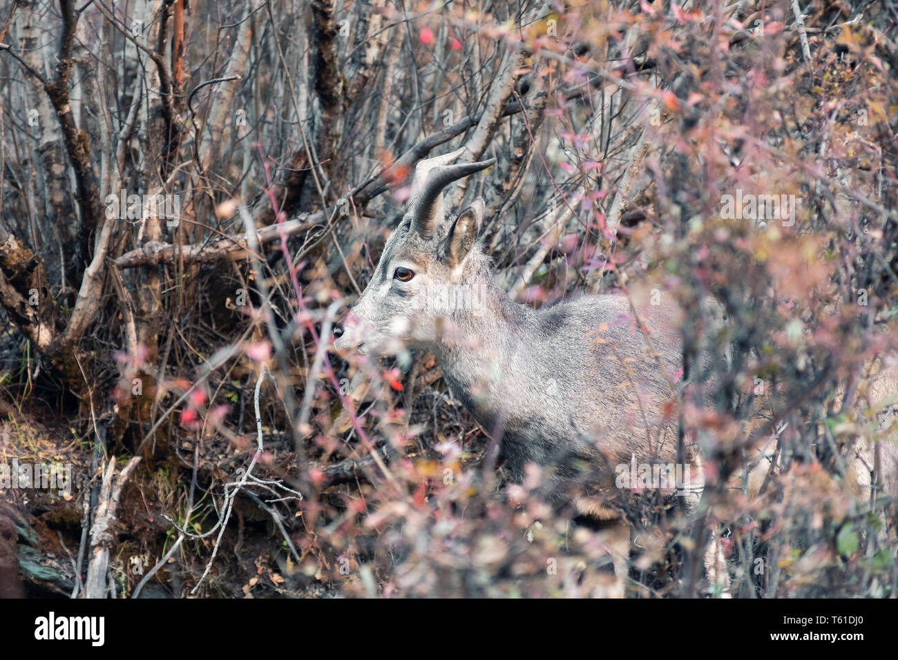 À côté de jeunes brown la chèvre de montagne avec des cornes dans la faune sauvage Banque D'Images