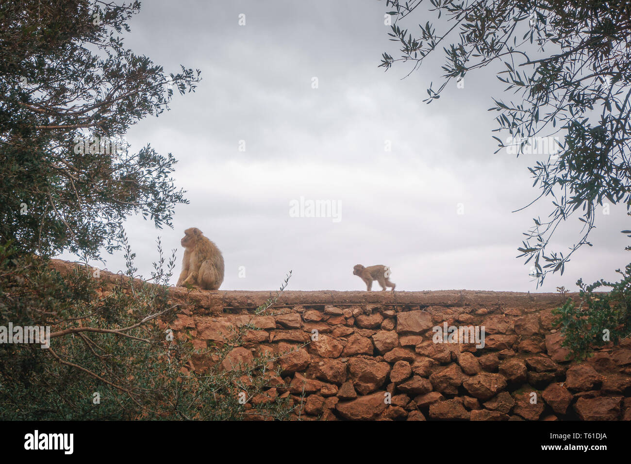Dans Affen Marokko Baby Mutter Genre Auf Baum Ouzoud Monkey Au Maroc Mere Enfant Bebe Animal Mignon Sur Un Arbre Avec La Mere Photo Stock Alamy