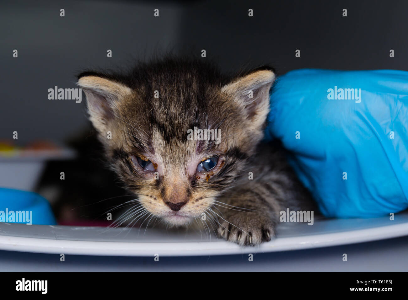 Le Chaton A La Conjonctivite A La Clinique Veterinaire Photo Stock Alamy
